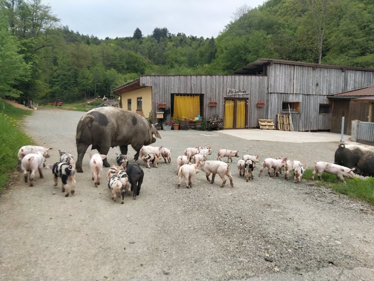 274132070 280572284202617 8613743749225631046 n Bienvenue à la Ferme aux Pampilles!